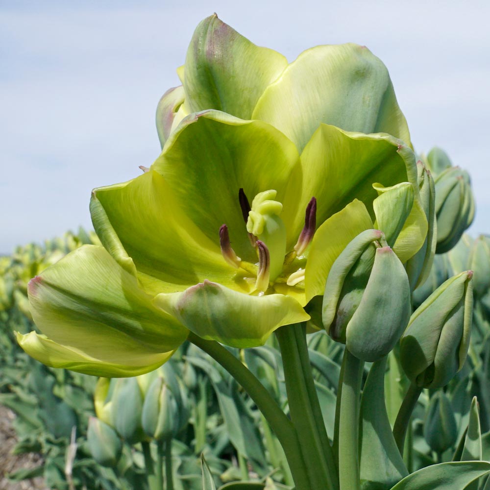 Tulip 'The Hague'