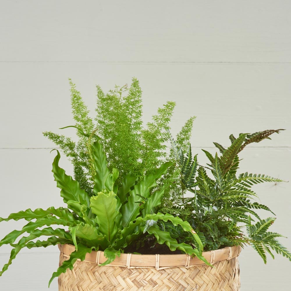 Shade Fern Trio