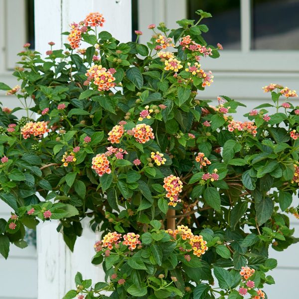 Lantana Confetti™ Topiary White Flower Farm