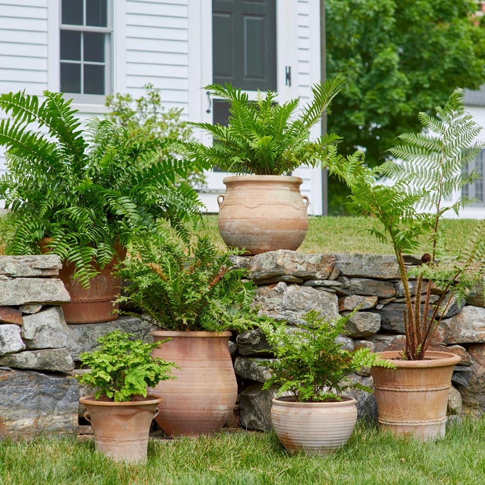 Tropical Patio for PartShade & Shade White Flower Farm