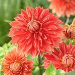  Dahlia 'Parkland Glory'