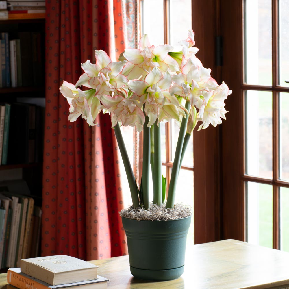 Amaryllis Harlequin®