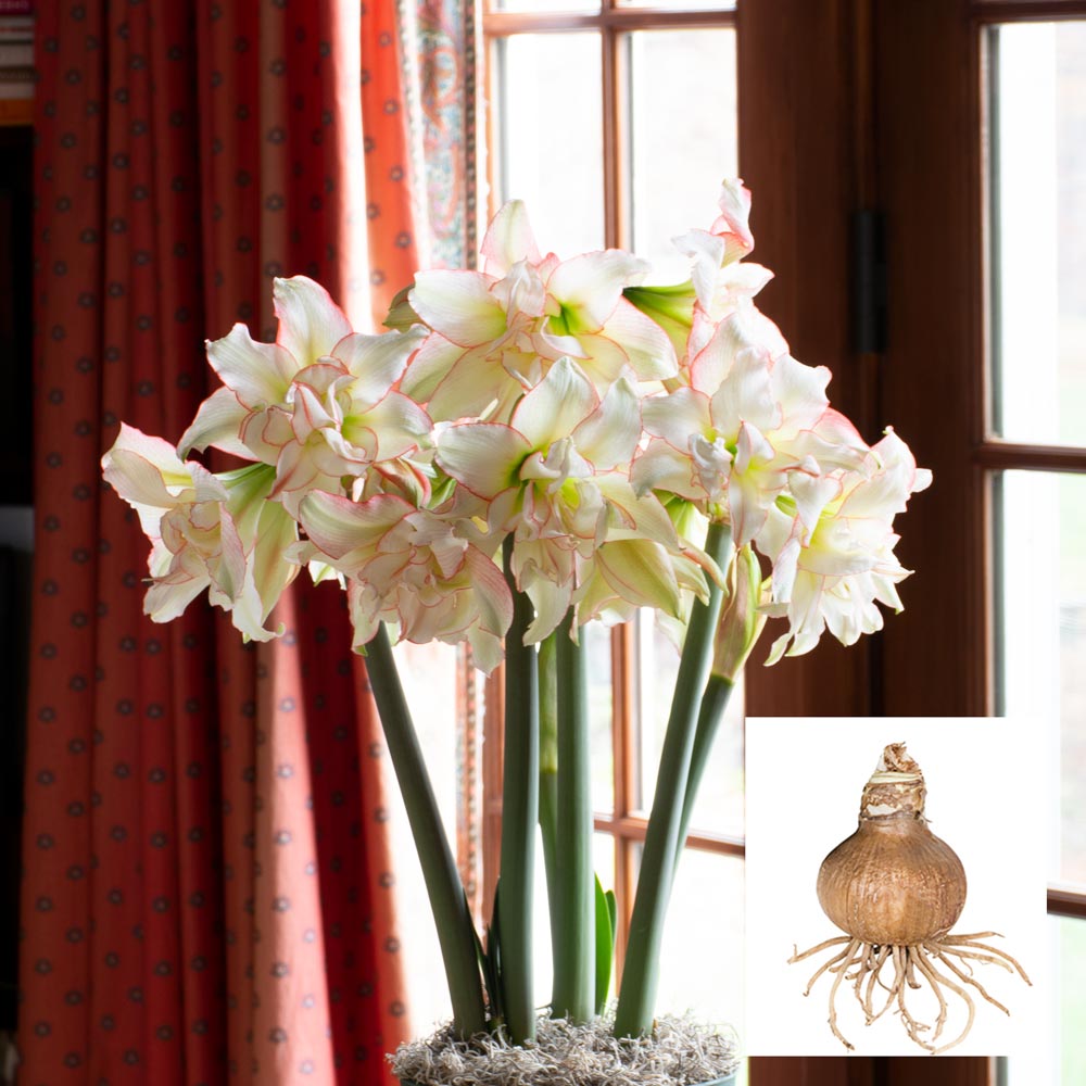Amaryllis Harlequin®
