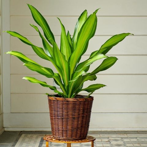  Dracaena 'Golden Heart' in woven basket