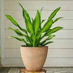  Dracaena 'Golden Heart'