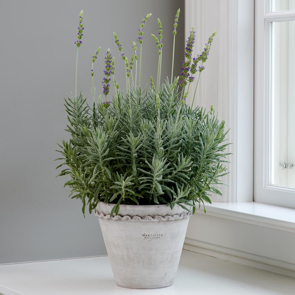 Lavender 'Goodwin Creek Grey' in Henley pot with saucer