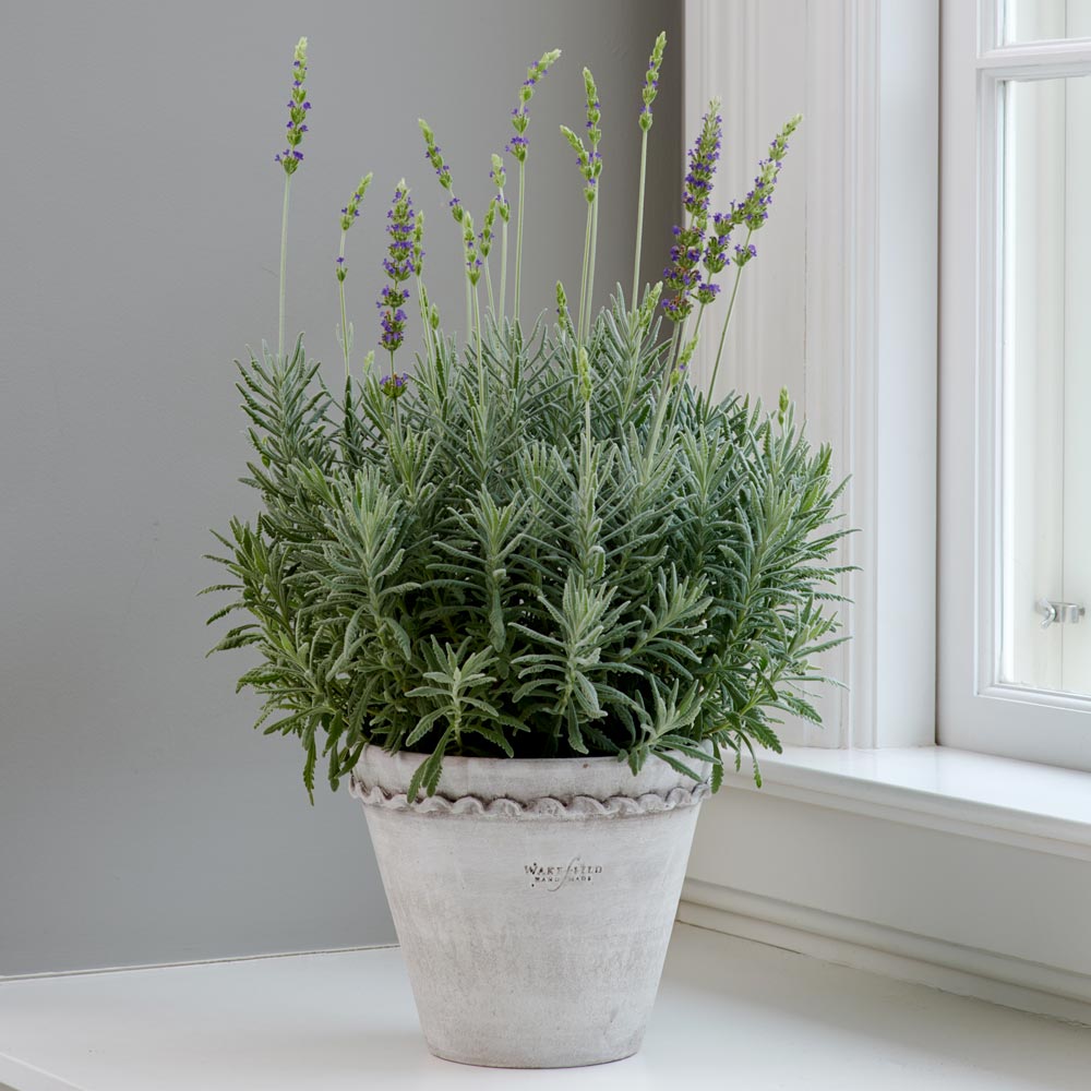 Lavender Goodwin Creek Grey In Henley Pot With Saucer White Flower Farm