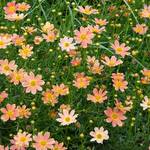  Coreopsis verticillata Crème Caramel™