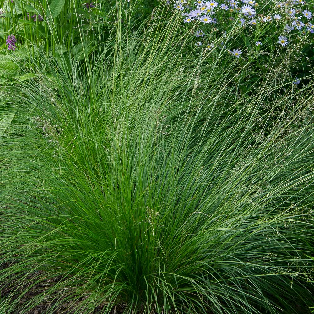 Ornamental Grass: Sporobolus heterolepis