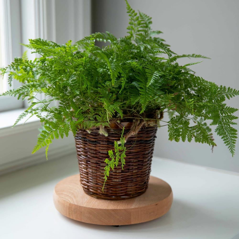 Rabbit's Foot Fern