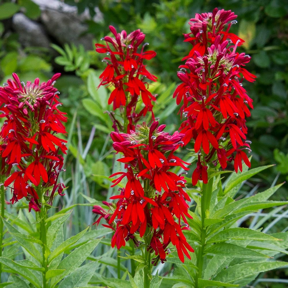Lobelia cardinalis shop