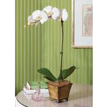  White Moth Orchid in 5¼