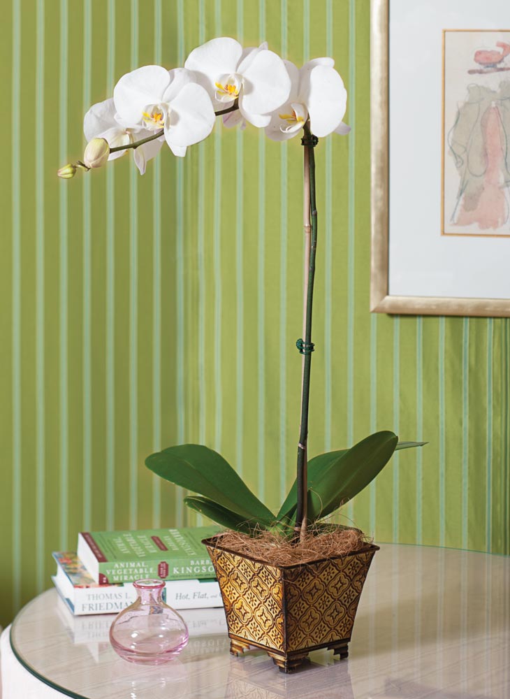 White Moth Orchid in 5¼