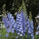  Delphinium elatum 'Blue Lace'