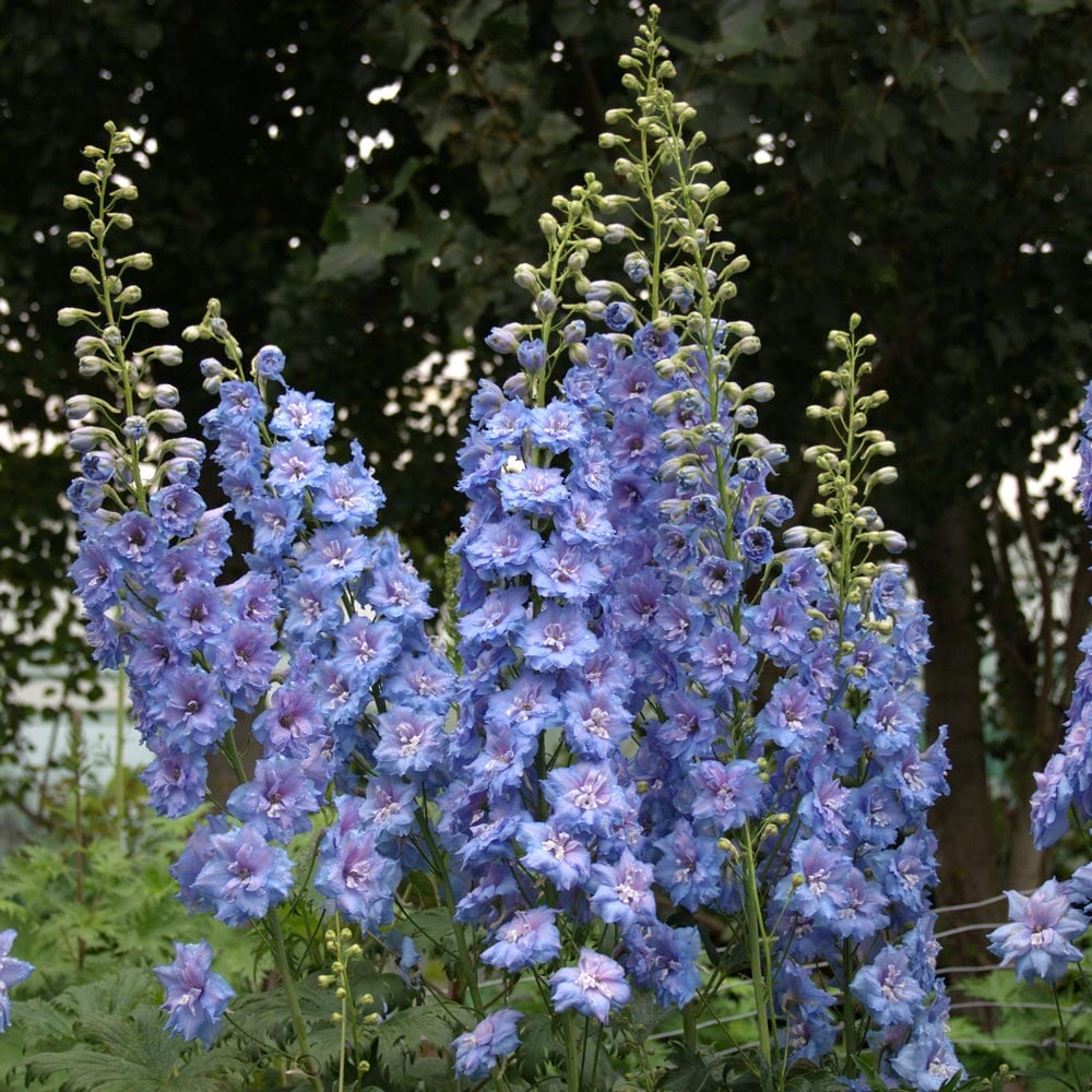 Delphinium elatum 'Blue Lace'