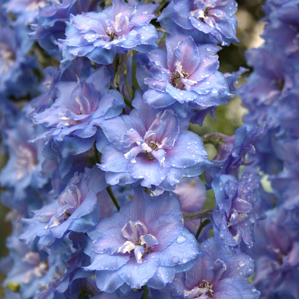 type L / lace flower sapphire blue Pink 3D Lace Fabric With 3d