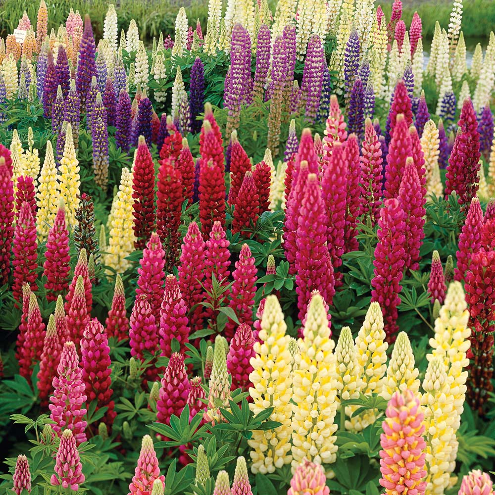 Lupinus Russell Hybrids