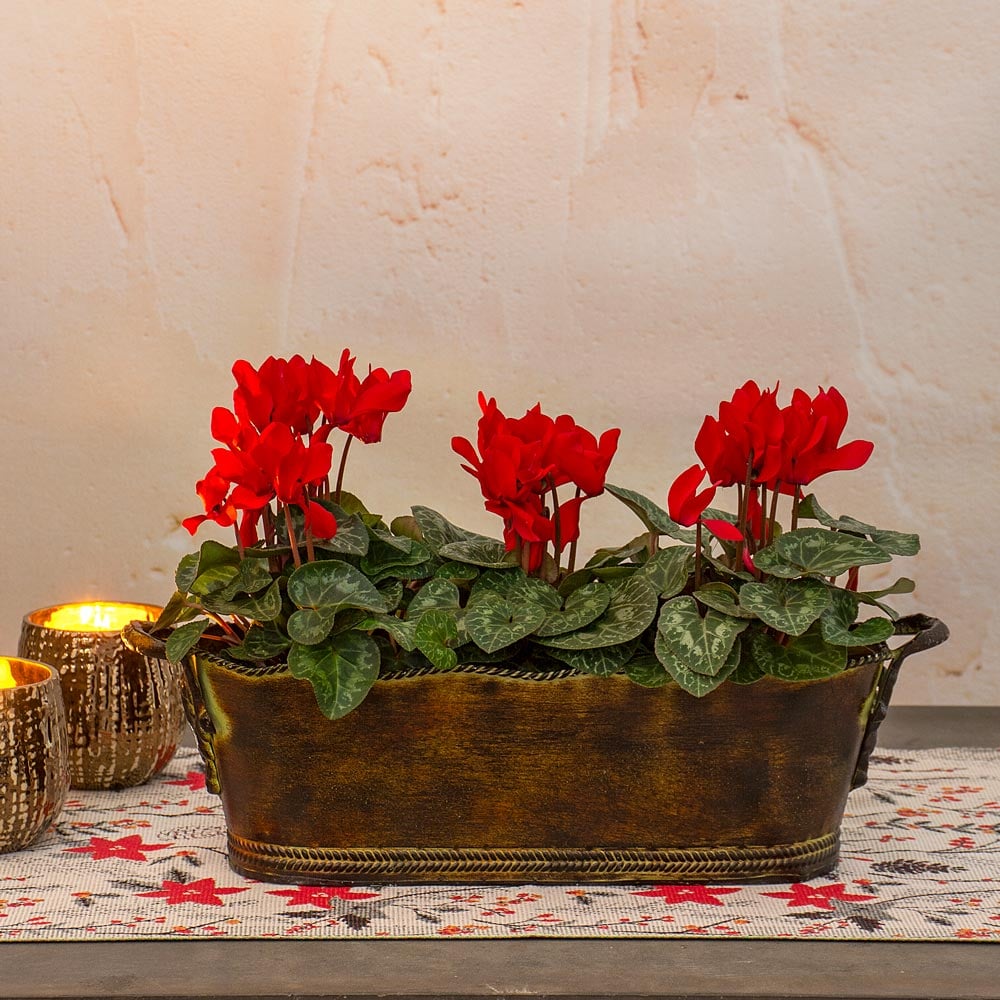 Trio of Red Cyclamen, three pots in metal cachepot
