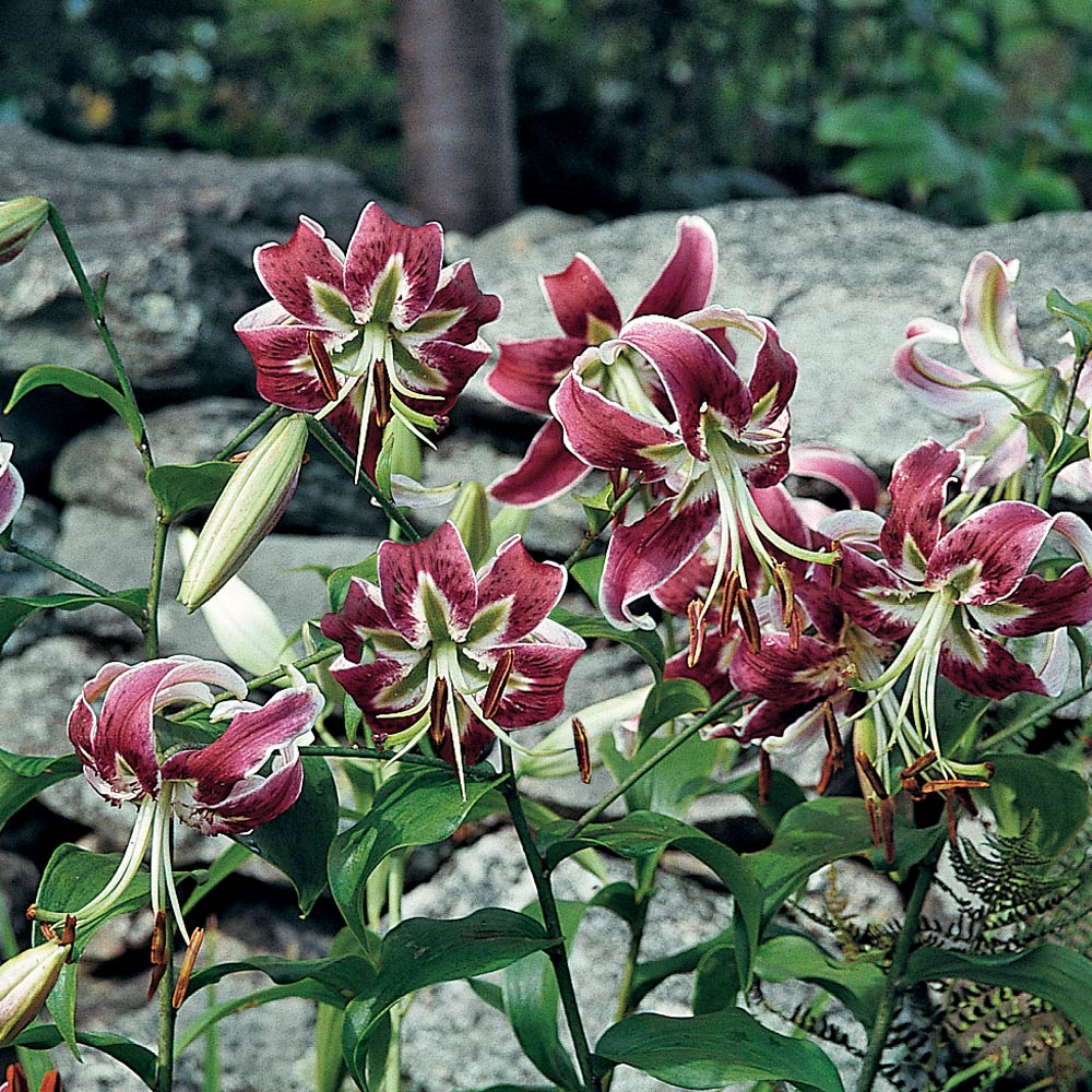 Lilium 'Black Beauty'