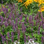  Agastache 'Blue Boa'