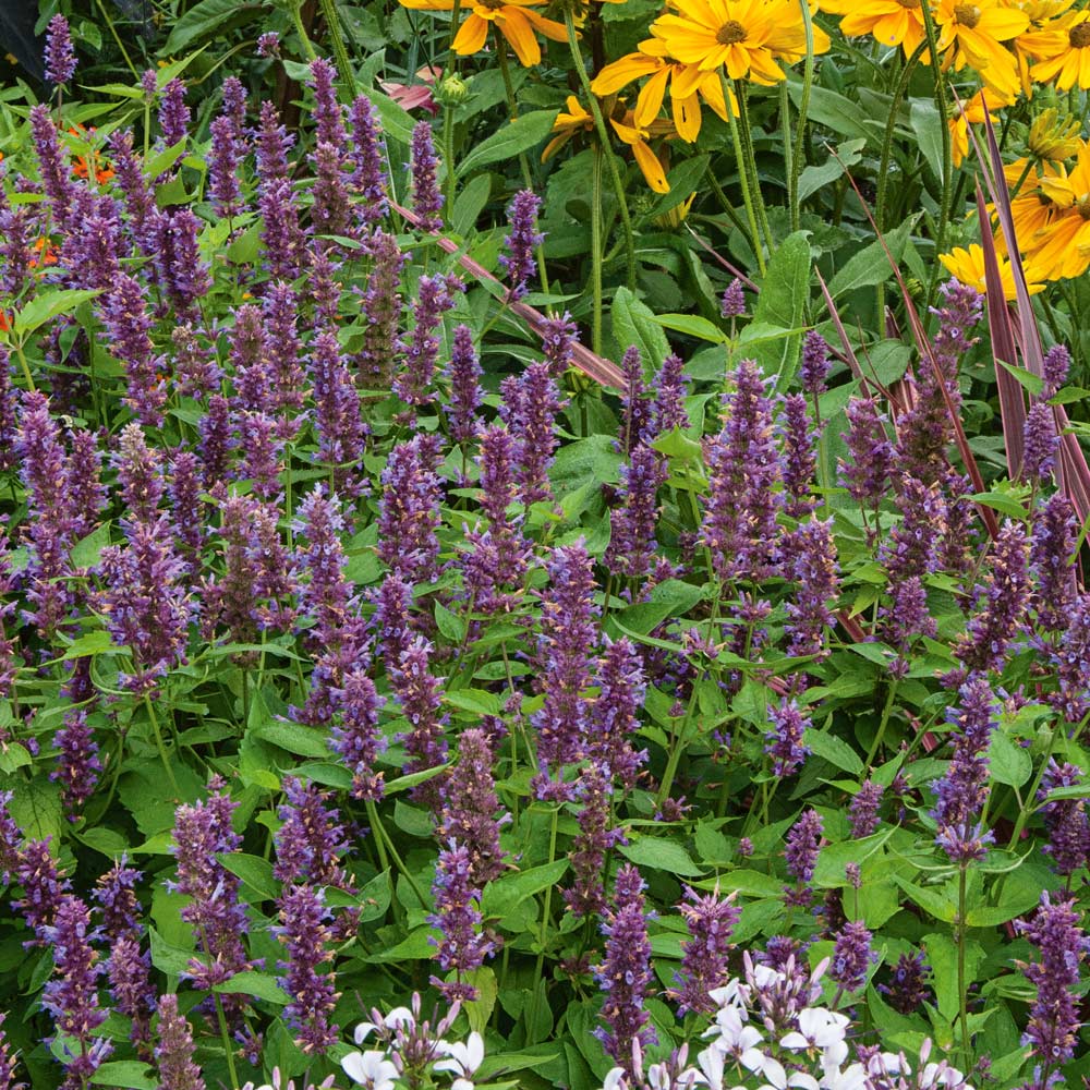 Agastache 'Blue Boa'