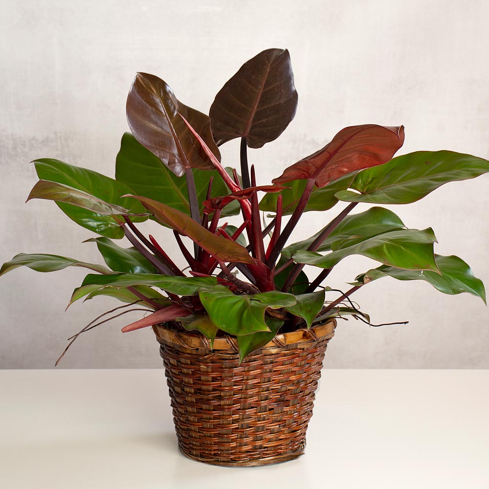 Philodendron 'McColley's Finale'