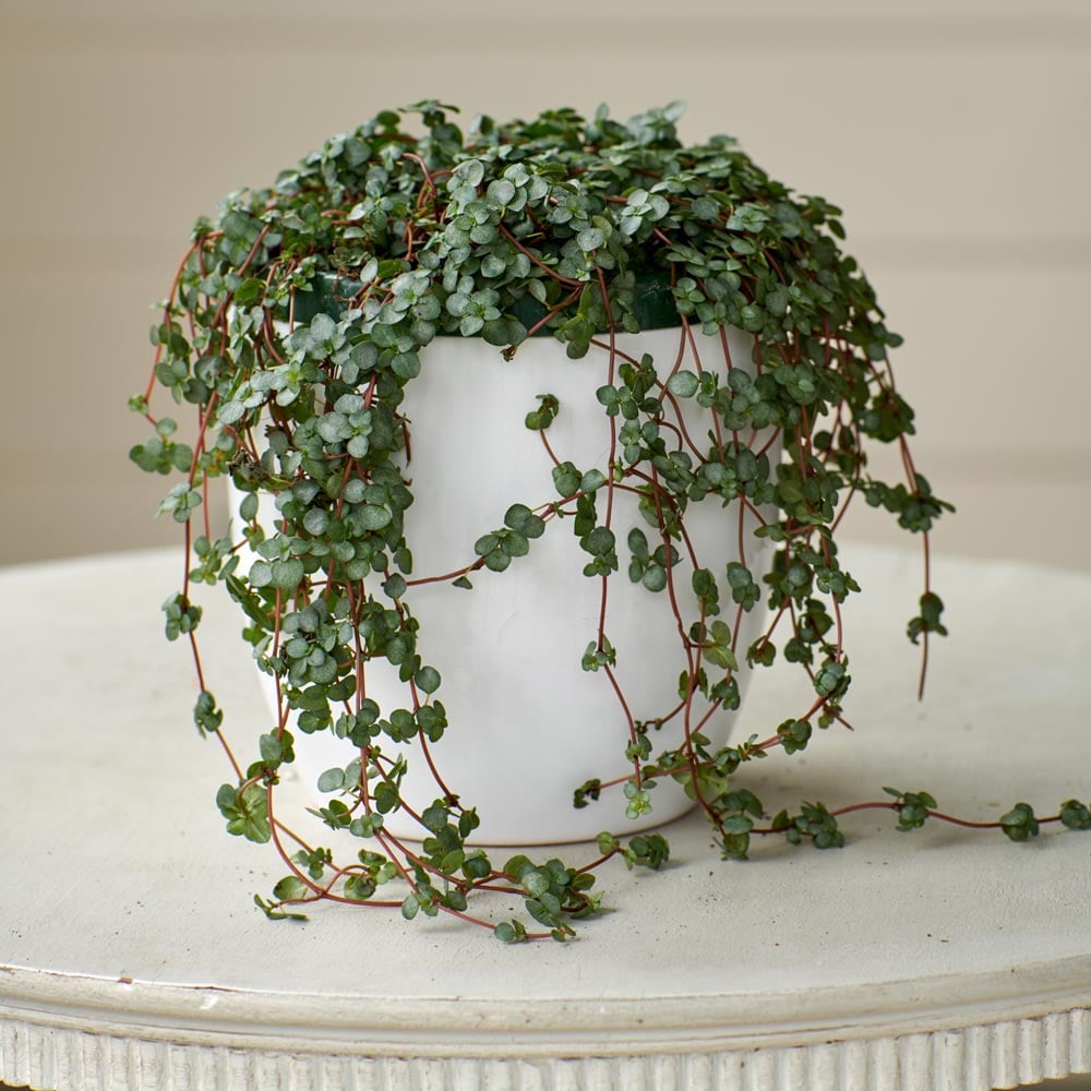 Pilea glauca in ceramic cachepot