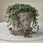  Pilea glauca