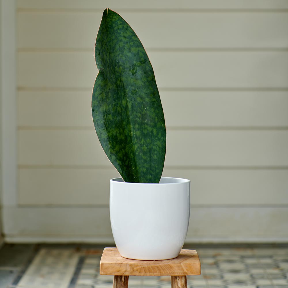 Sansevieria 'Shark Fin'