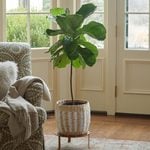  Fiddle-Leaf Fig Standard