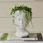  Senecio String of Pearls in Persephone Ceramic Planter