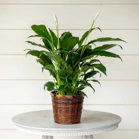  Peace Lily 'Flower Bunch' in woven basket