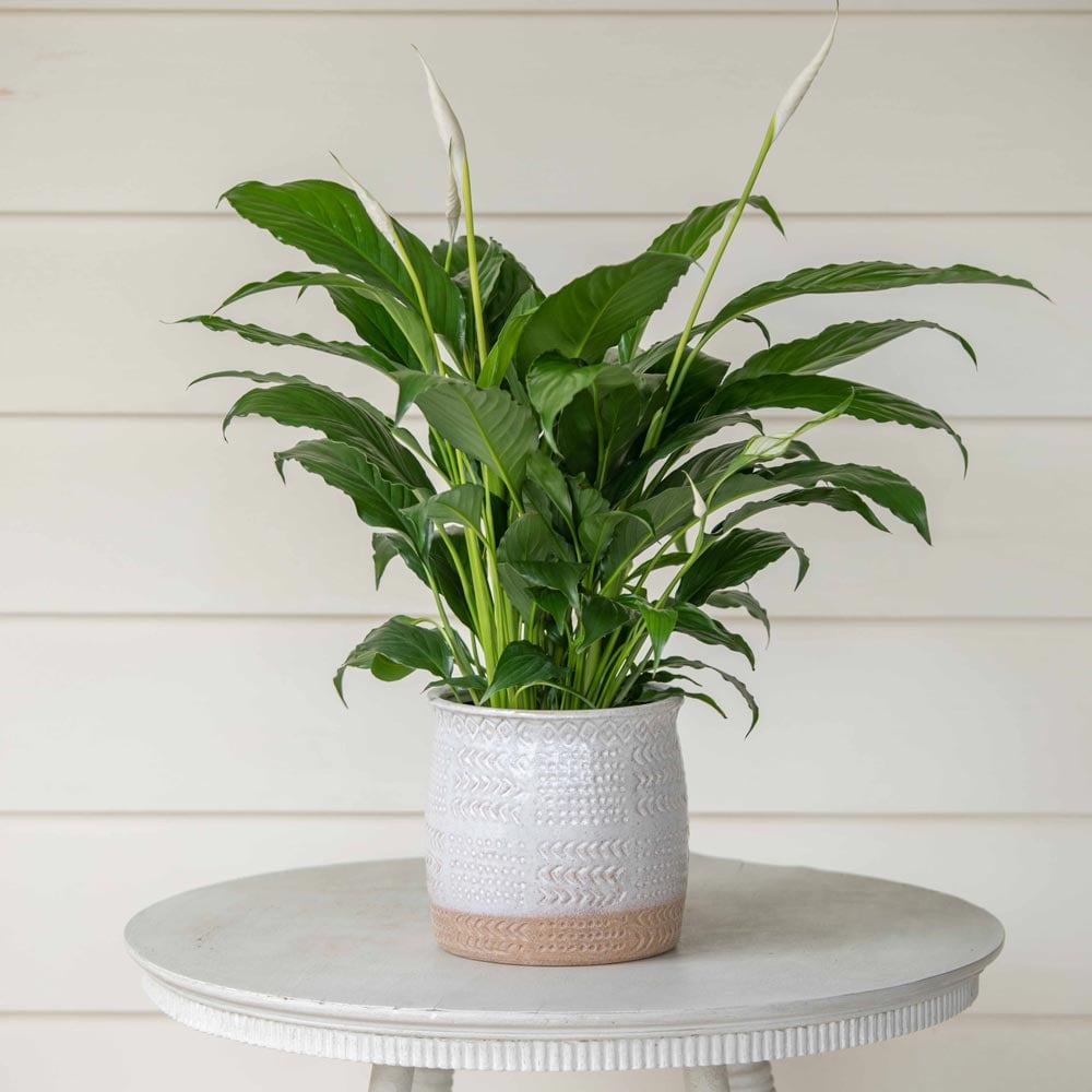 Peace Lily 'Flower Bunch'