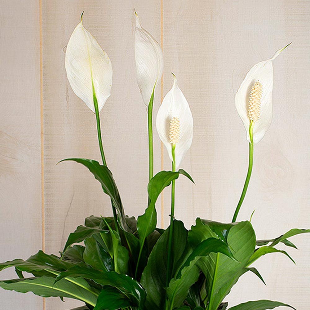 Peace Lily 'Flower Bunch'