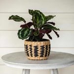  Calathea 'Medallion'