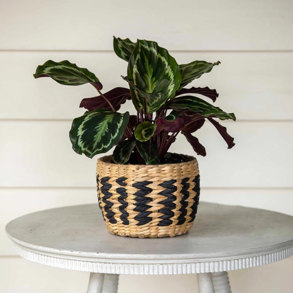 Calathea 'Medallion'