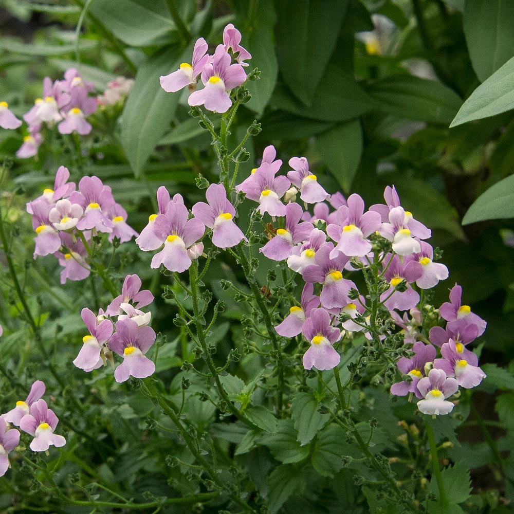 Nemesia fruticans Aromance® Pink White Flower Farm