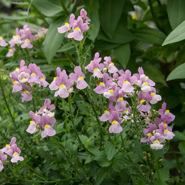 Nemesia fruticans Aromance® Pink White Flower Farm