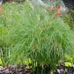  Cyperus Nile Princess™