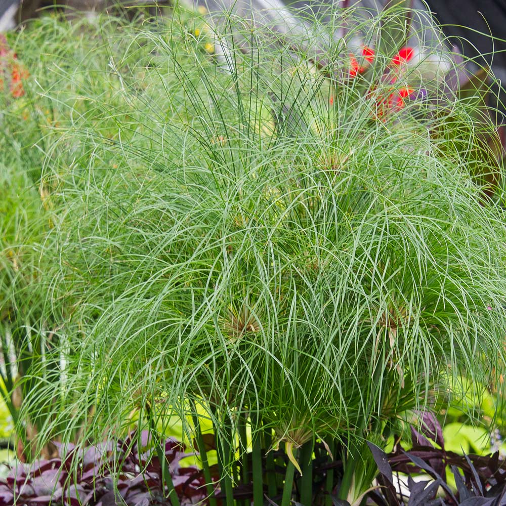 Cyperus Nile Princess™