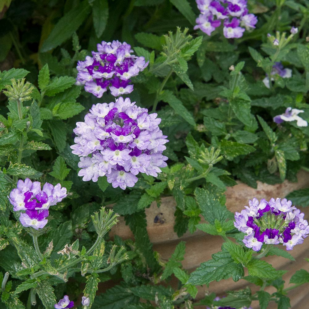 Verbena Superbena Sparkling® Amethyst