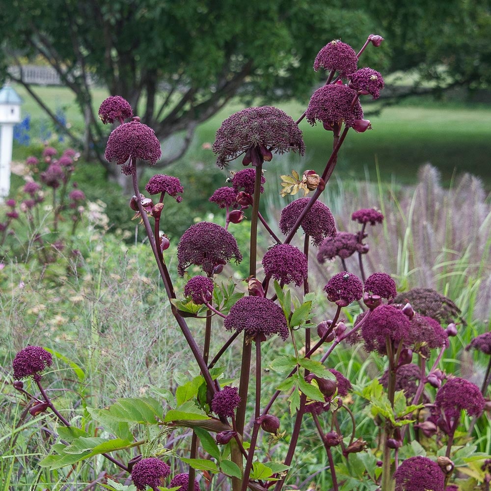 Angelica gigas