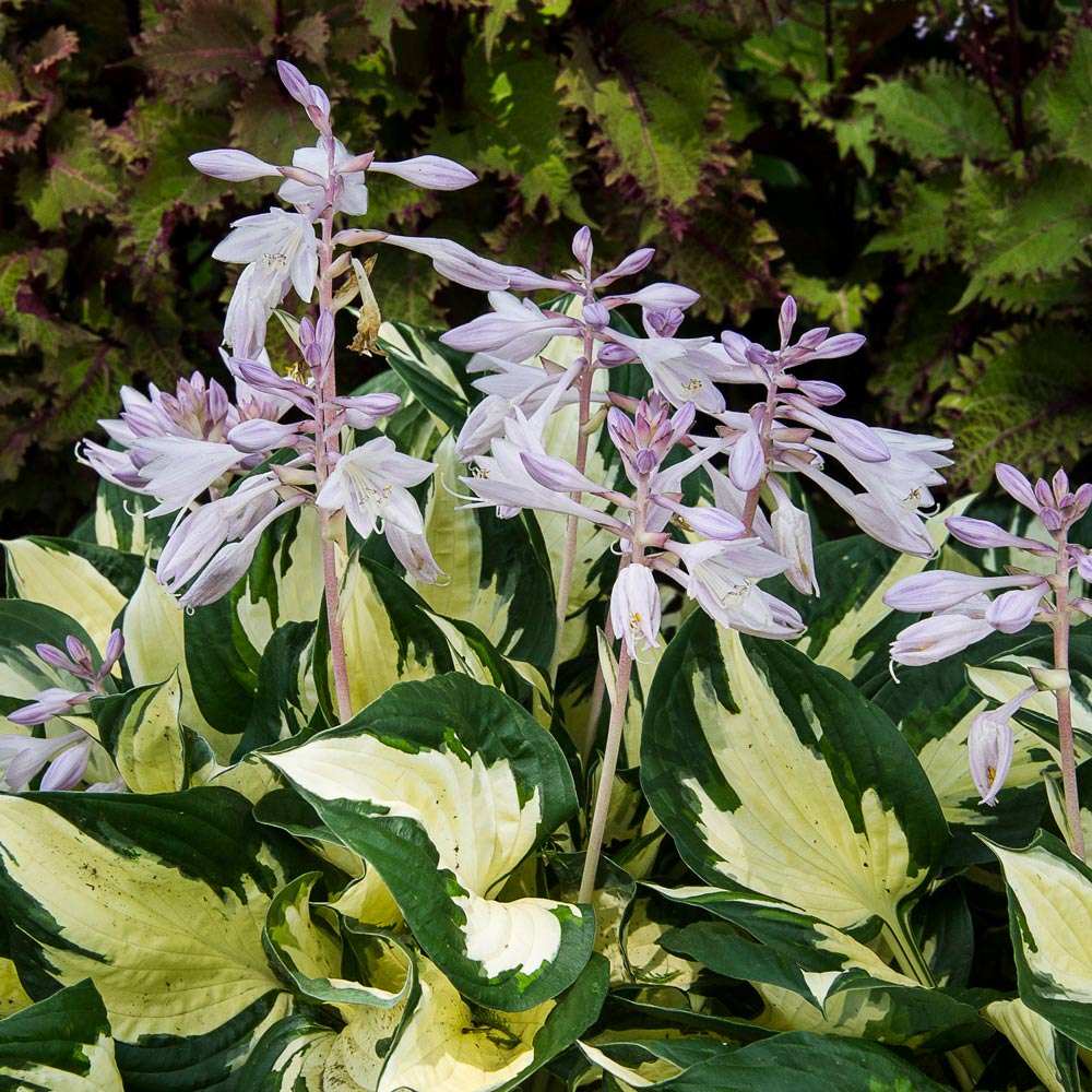 Hosta Fire And Ice White Flower Farm