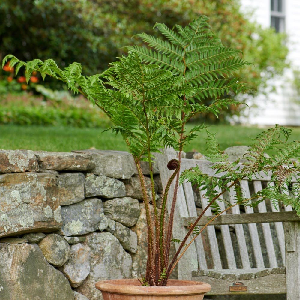 Australian Tree Fern White Flower Farm