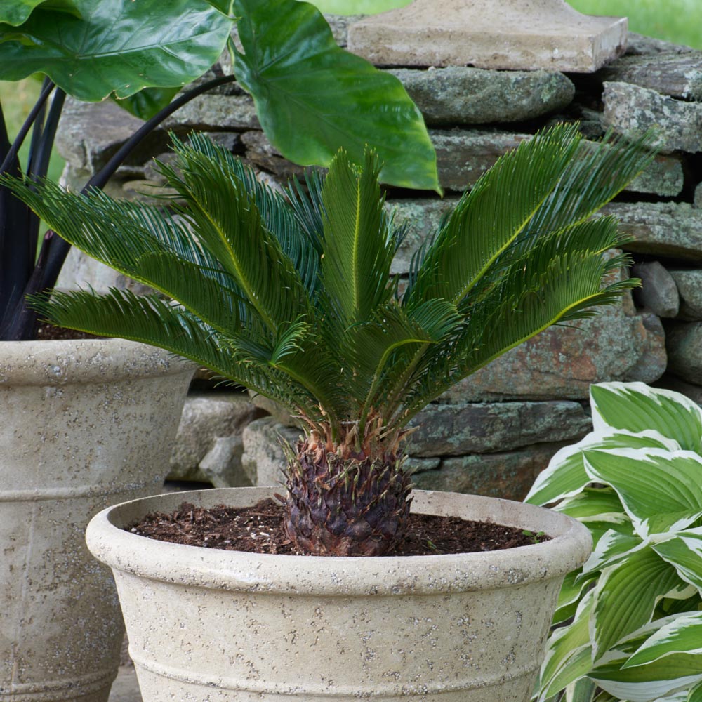 King Sago Palm