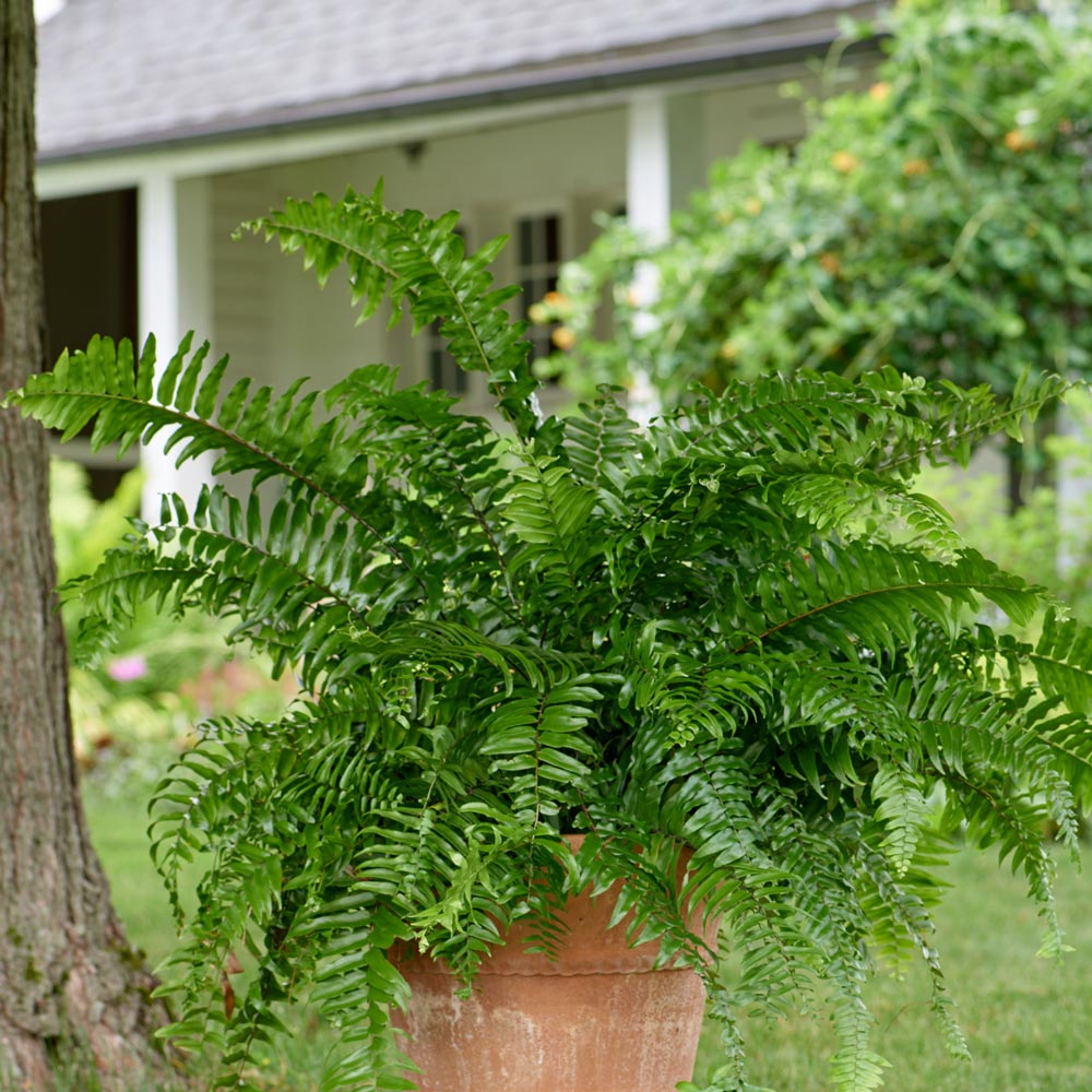 ferns plants