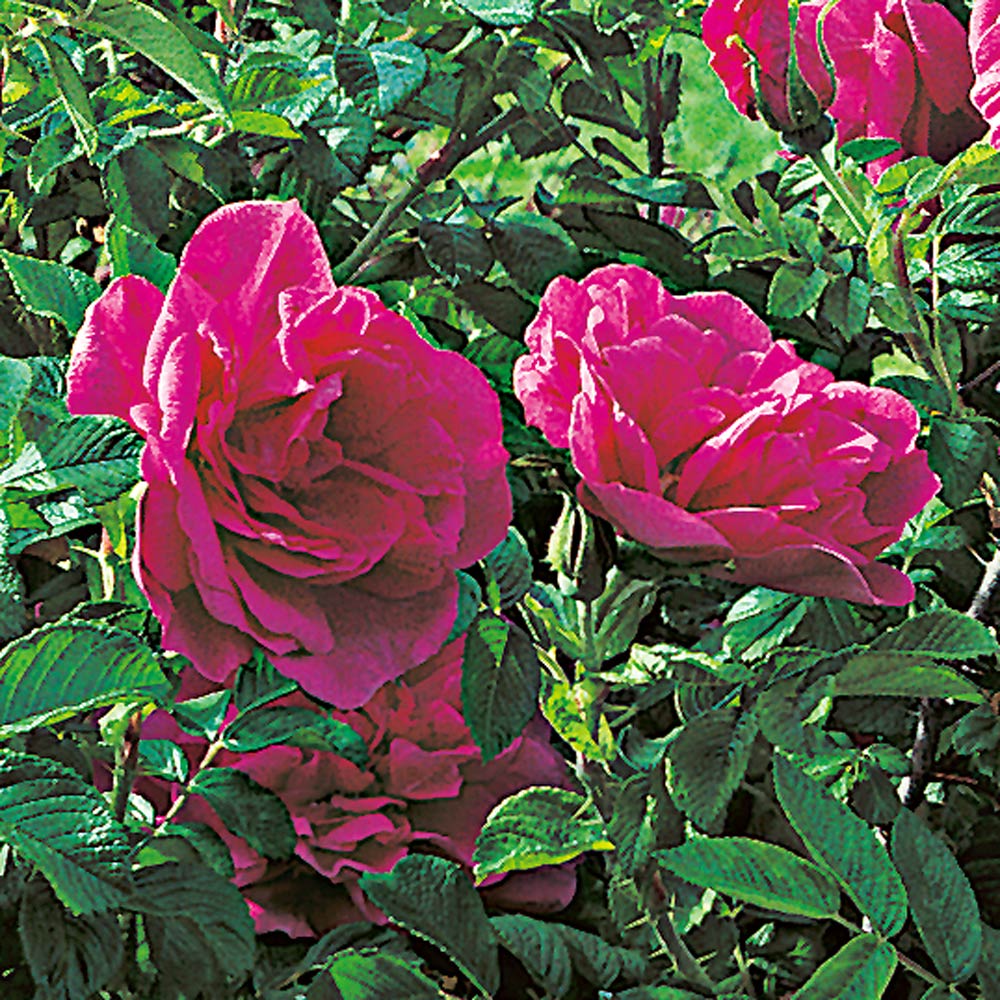 Rose 'Hansa'