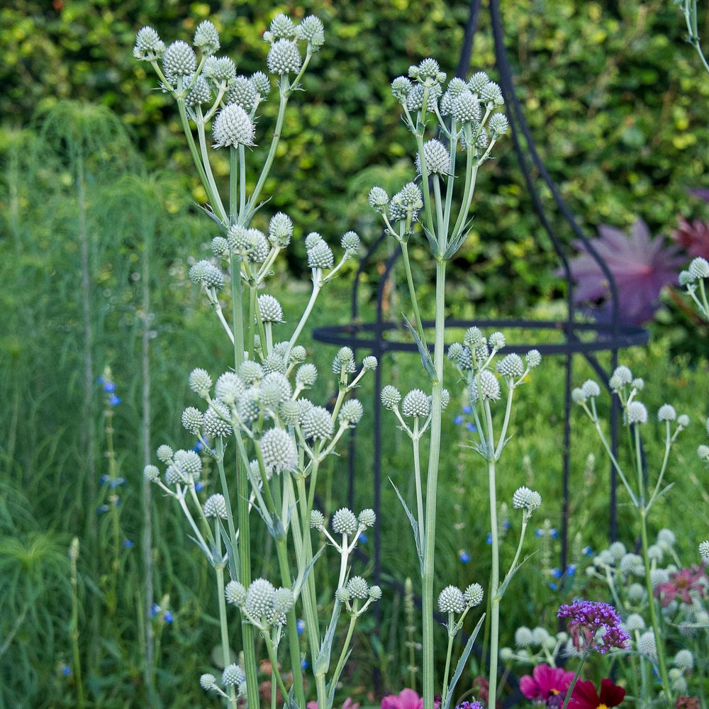Eryngium yuccifolium | White Flower Farm