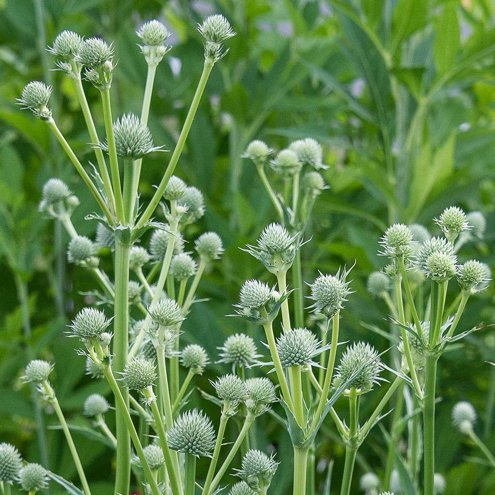 Eryngium yuccifolium