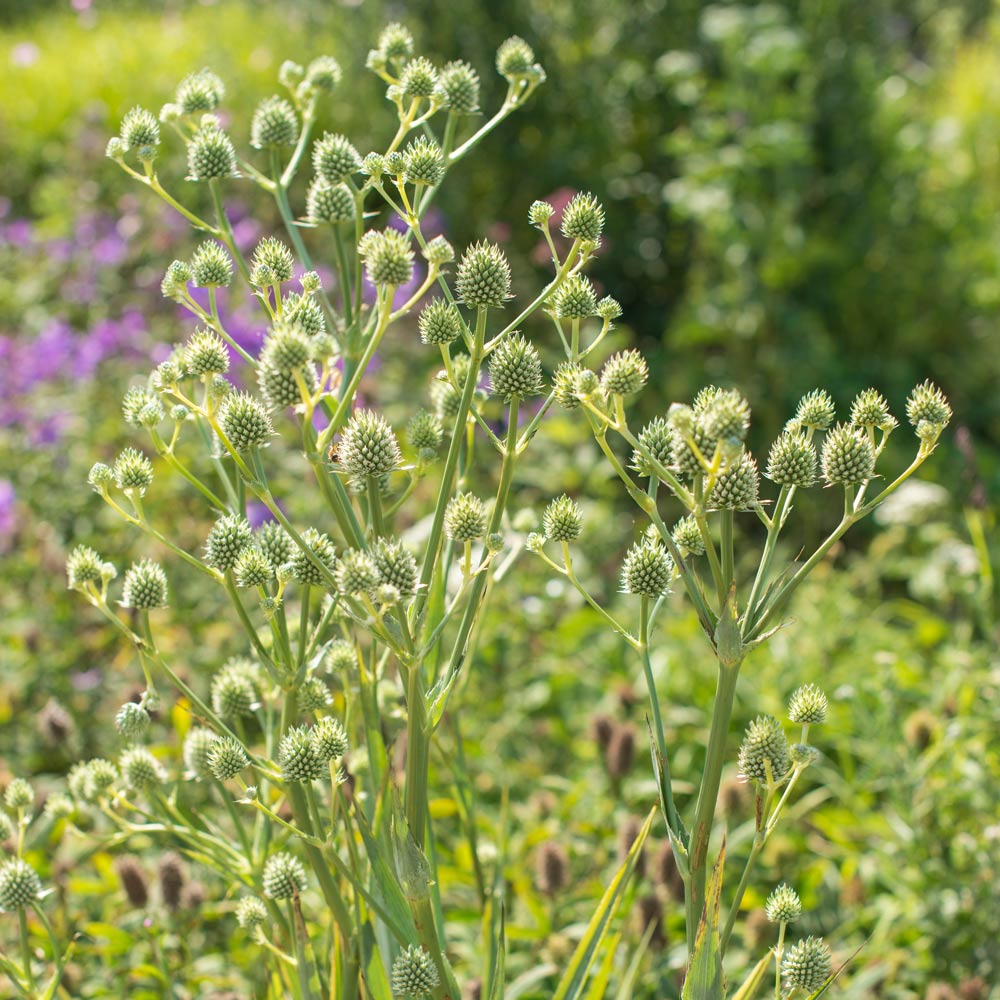 Eryngium yuccifolium | White Flower Farm